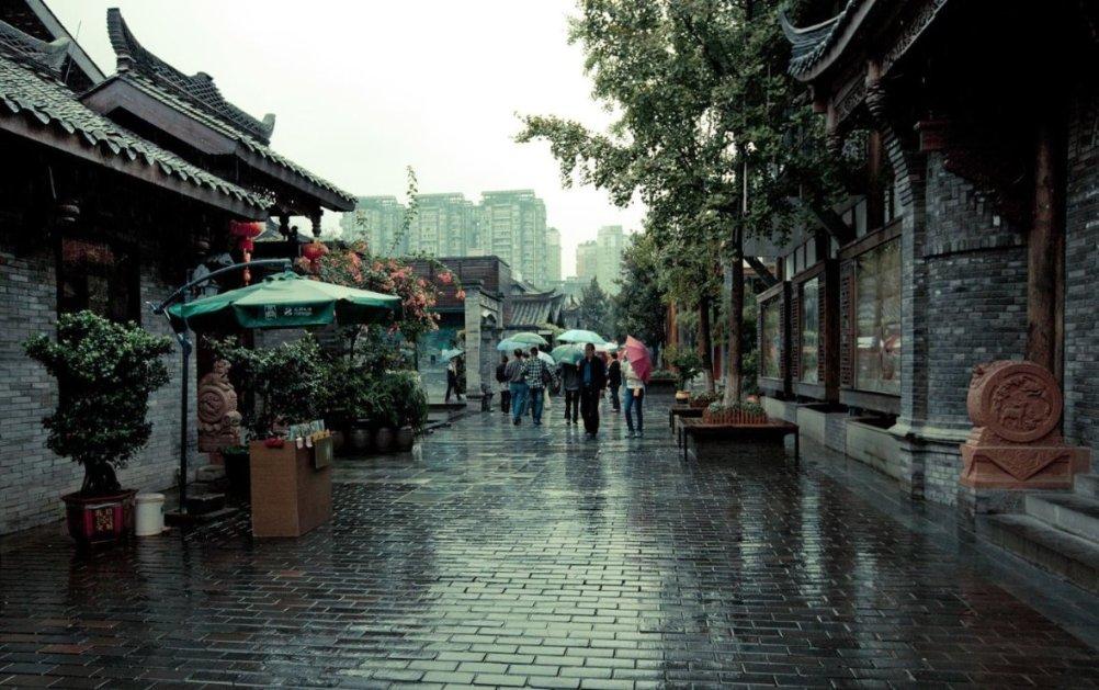 可爱小猫向上跳